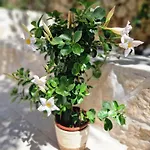 Apartman Meri Razanj