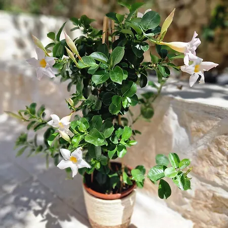 Apartament Meri Ražanj