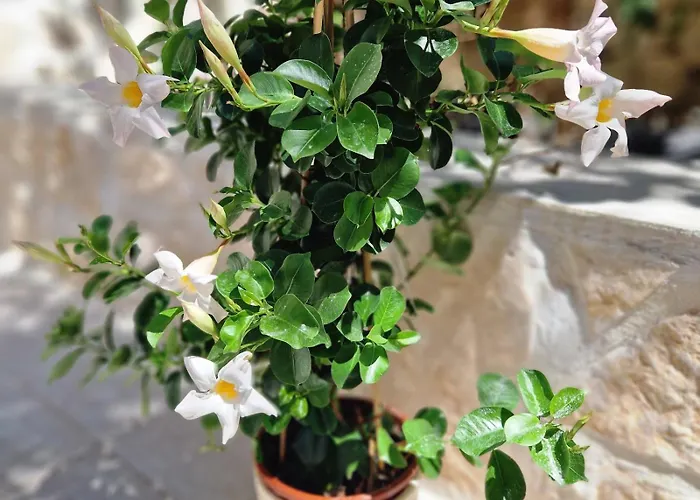 Appartement Meri Ražanj